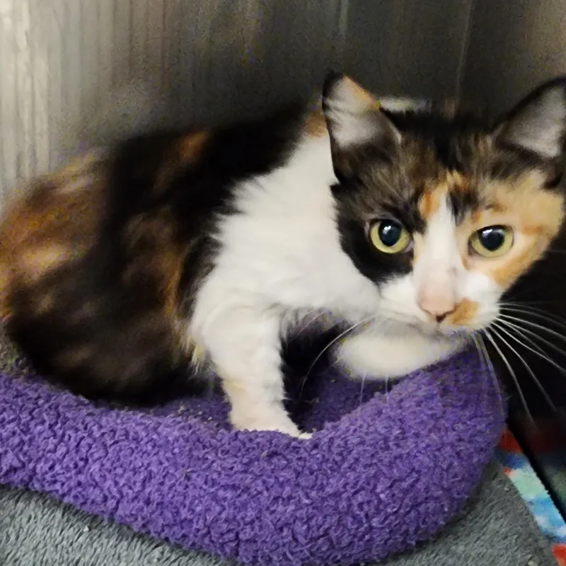 A senior medium-sized female Calico Domestic Short Hair cat named Callie for adoption in Allen, TX
