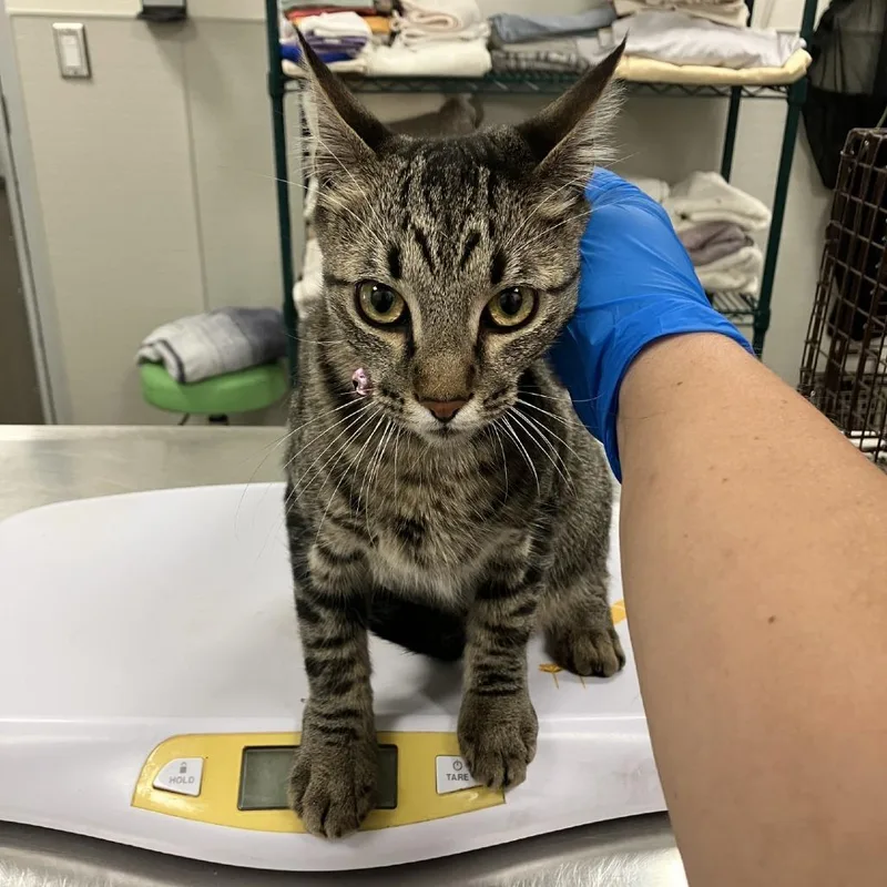 A young medium-sized female Gray / Blue / Silver Domestic Short Hair cat named Cleo Aka Cupid for adoption in Las Cruces, NM