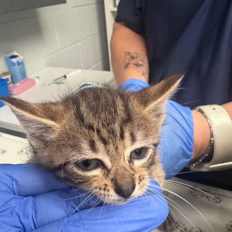A baby small-sized male Brown / Chocolate Domestic Short Hair cat named White for adoption in Birdsboro, PA