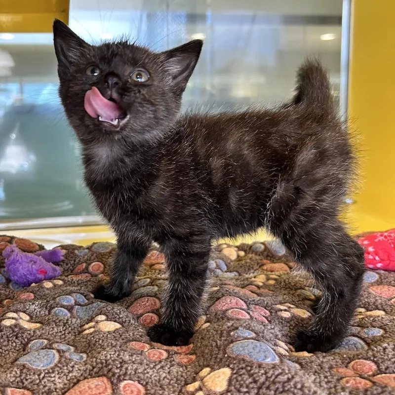 A baby small-sized female Black Domestic Medium Hair cat named Saltnpeppa for adoption in Abilene, TX