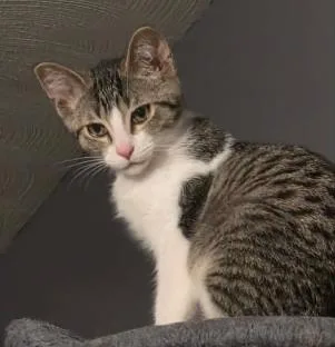 A baby medium-sized male Domestic Short Hair cat named Dublin for adoption in Battle Creek, MI