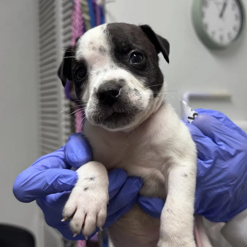 A baby small-sized male Black Mixed Breed dog named Buldak for adoption in Troy, IL