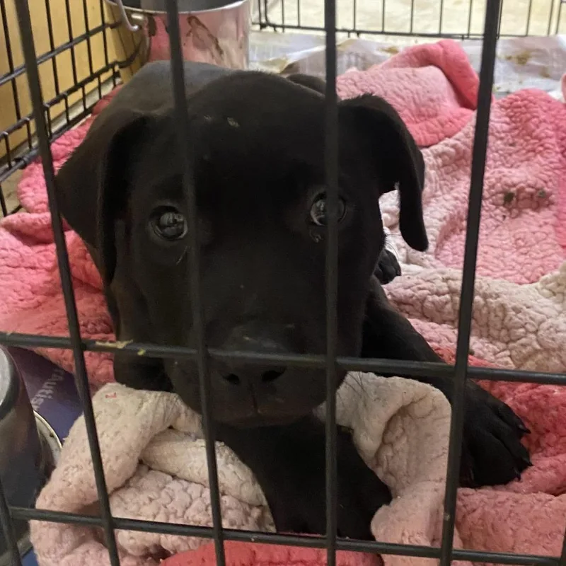 A young small-sized male Black Pit Bull Terrier dog named Snapple U for adoption in Tupelo, MS