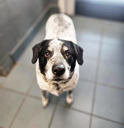 A senior large-sized male Black Mixed Breed dog named Rebel for adoption in Nashville, TN
