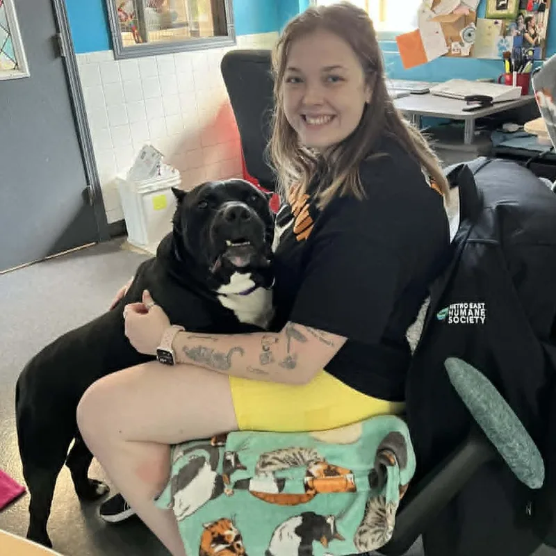 A senior large-sized male Black Mixed Breed dog named Bruce for adoption in Edwardsville, IL