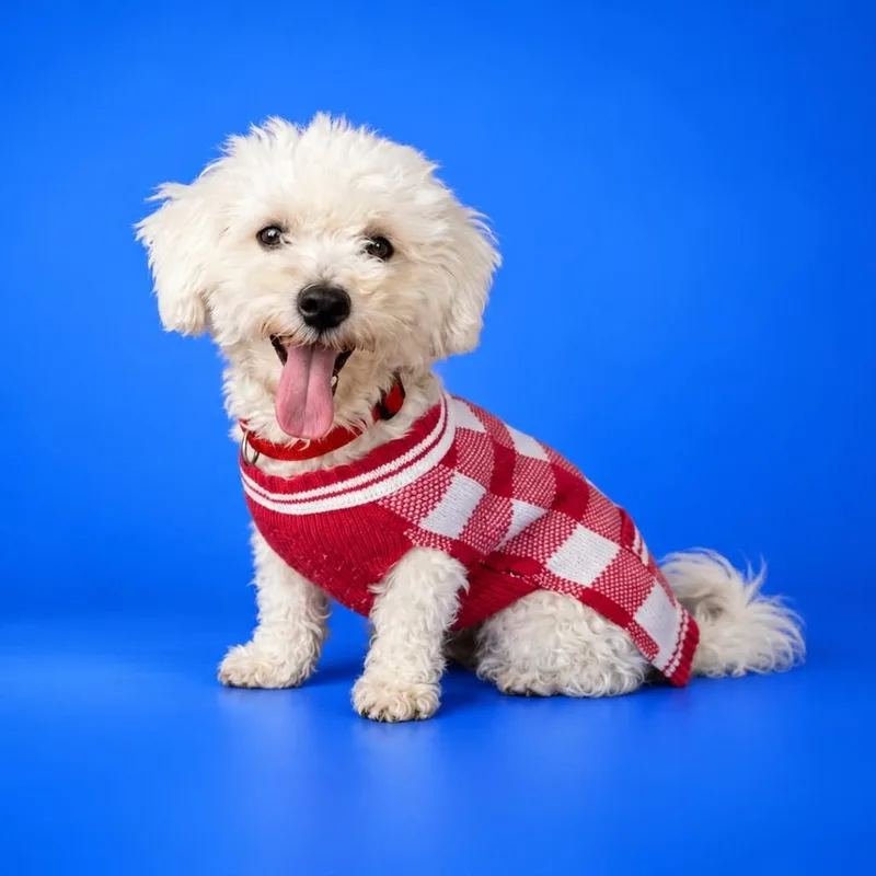 A young small-sized female Miniature Poodle dog named Willow for adoption in San Diego, CA