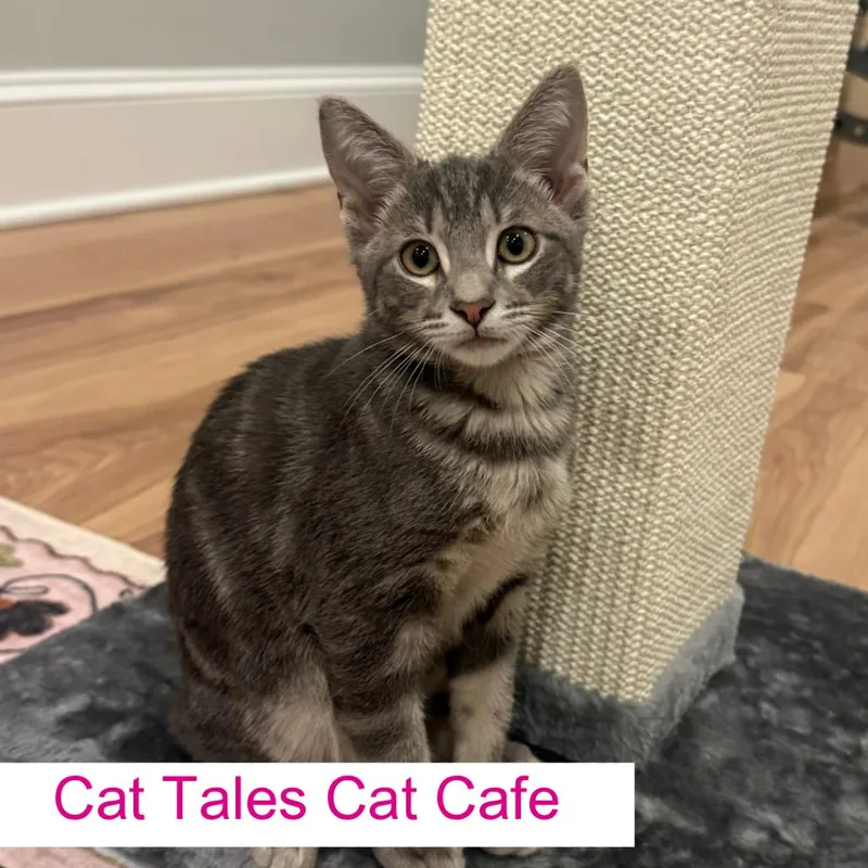 A baby small-sized male Gray / Blue / Silver Domestic Short Hair cat named Birdie for adoption in Chapel Hill, NC