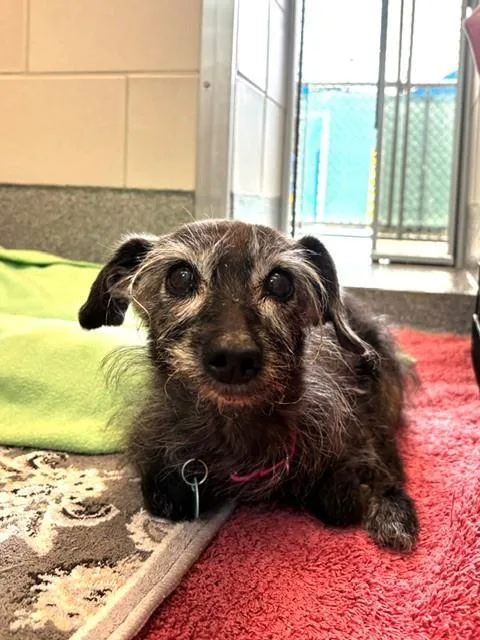 A senior medium-sized female Terrier dog named Grams for adoption in Leesburg, VA