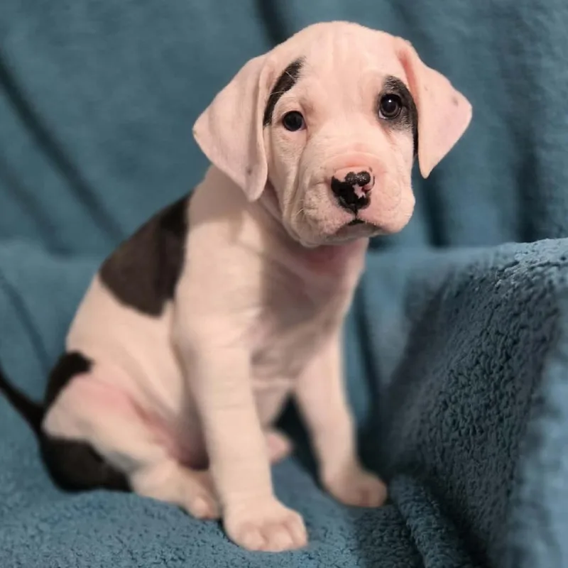 A baby medium-sized male Black Mixed Breed dog named Wood for adoption in Olathe, KS