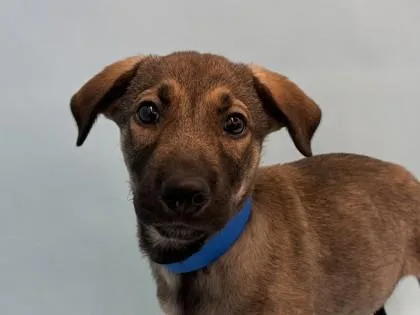 A baby large-sized male German Shepherd Dog dog named Monroe for adoption in Golden Valley, MN