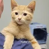 A baby medium-sized male Orange & White Domestic Short Hair cat named Hadley for adoption in Mazon, IL