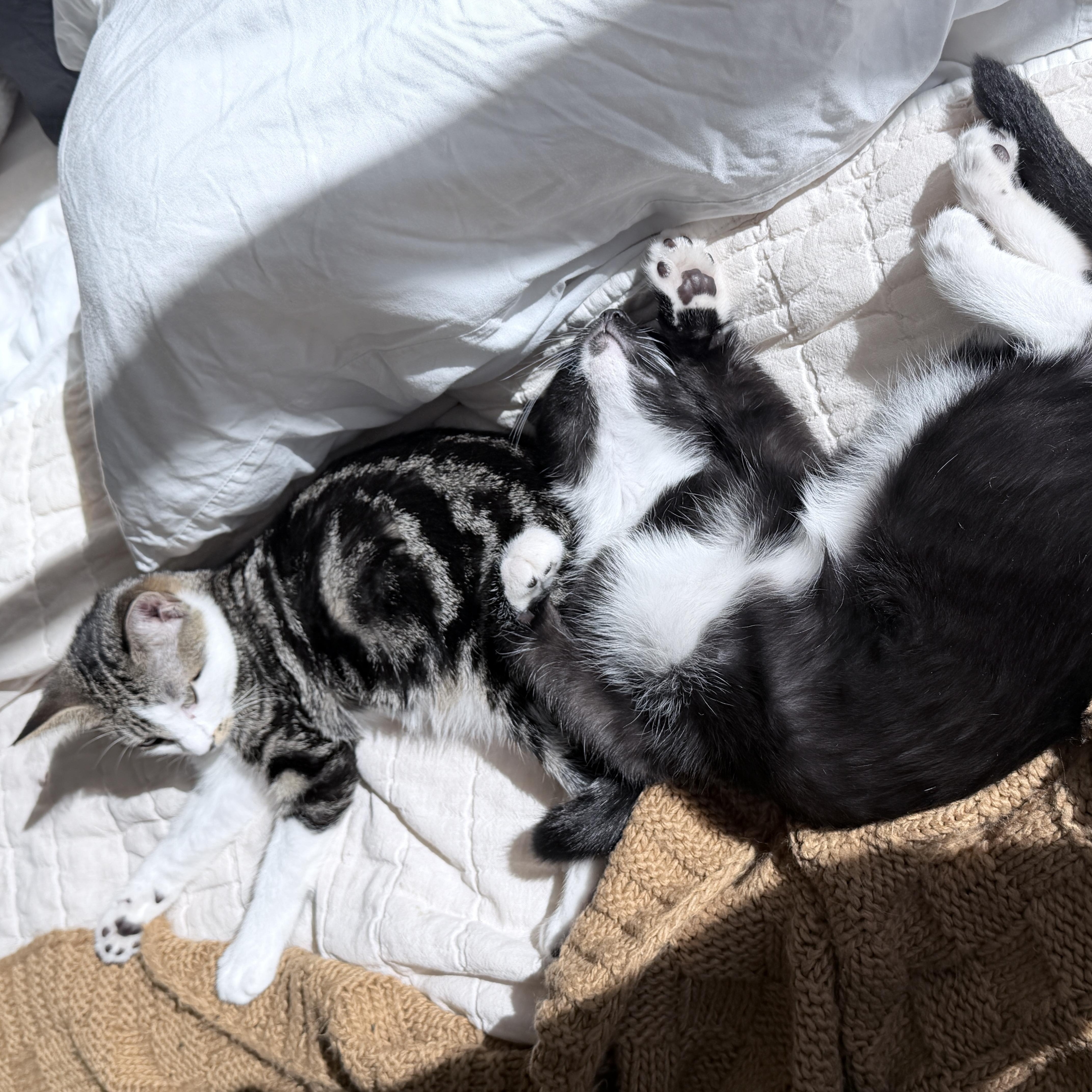 A baby small-sized male Black & White / Tuxedo Domestic Short Hair cat named Sebastian & Abigail for adoption in Inglewood, CA