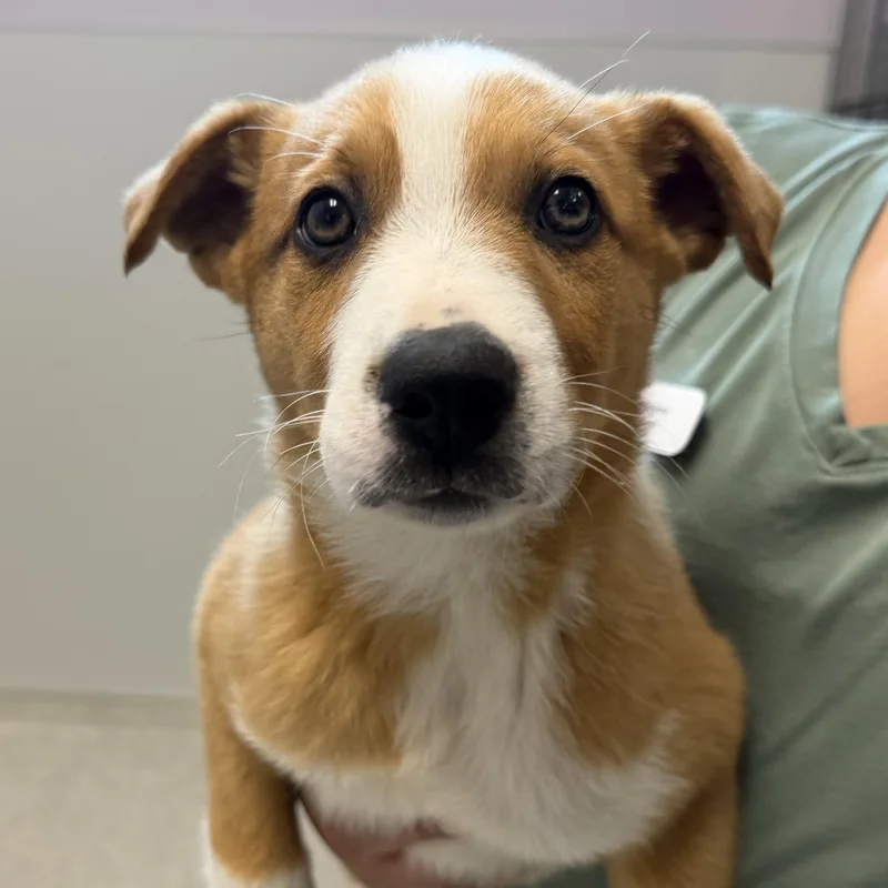A baby medium-sized male Yellow / Tan / Blond / Fawn Mixed Breed dog named Moose for adoption in Cooperstown, NY