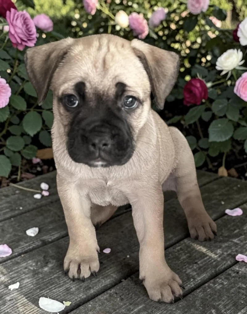 A baby small-sized male Apricot / Beige Pug dog named Domino for adoption in Los Angeles, CA