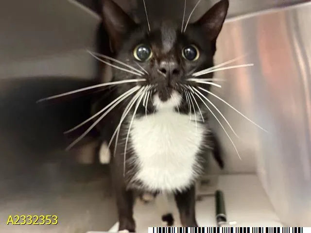 A young medium-sized female Domestic Short Hair cat named Pixie for adoption in West Palm Beach, FL