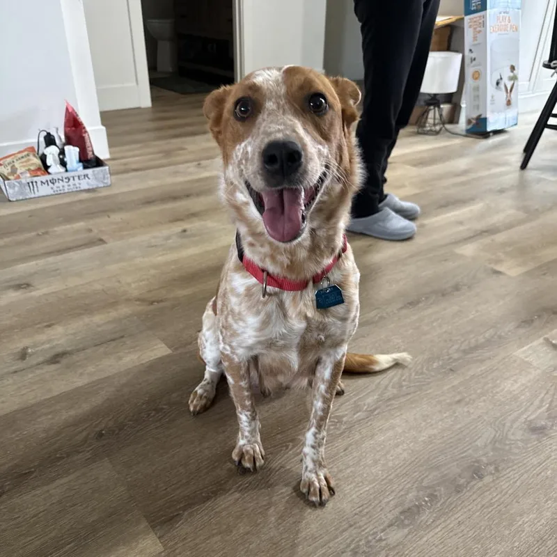 Piper