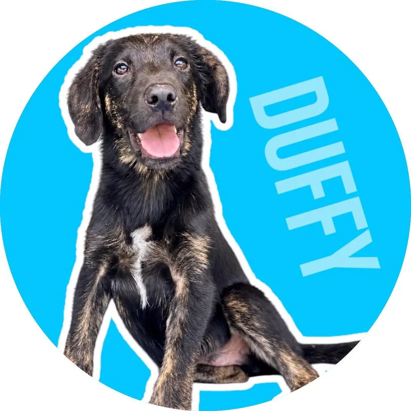 A young medium-sized male Mixed Breed dog named Duffy for adoption in Athens, TX