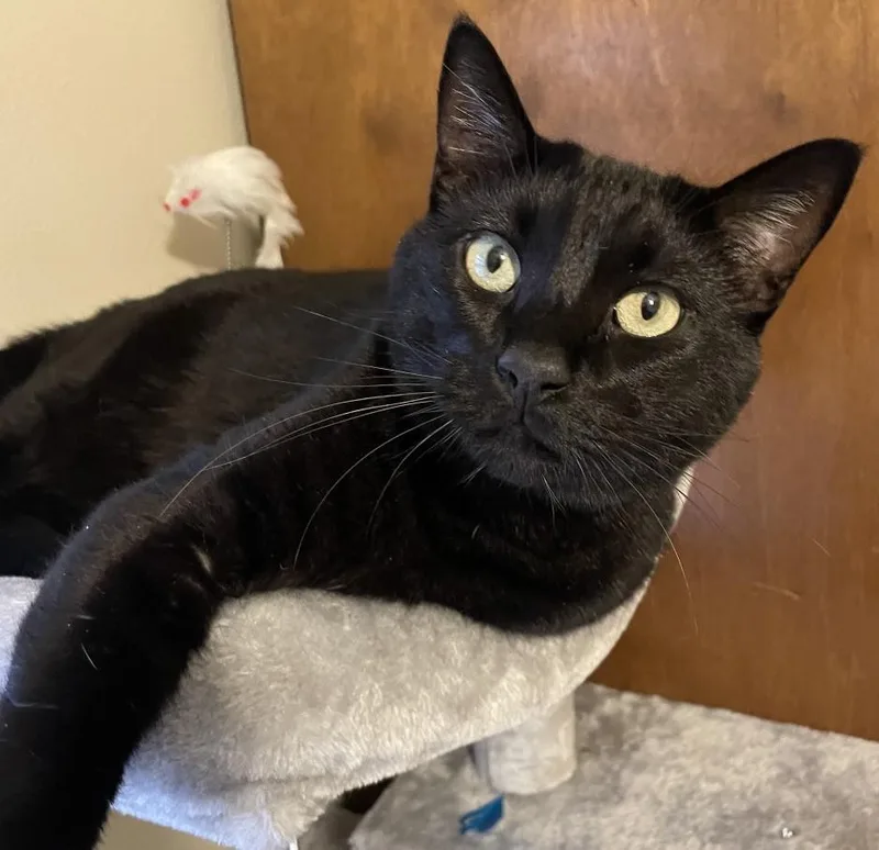An adult medium-sized male Domestic Medium Hair cat named Gray & Bean for adoption in Manitou Springs, CO