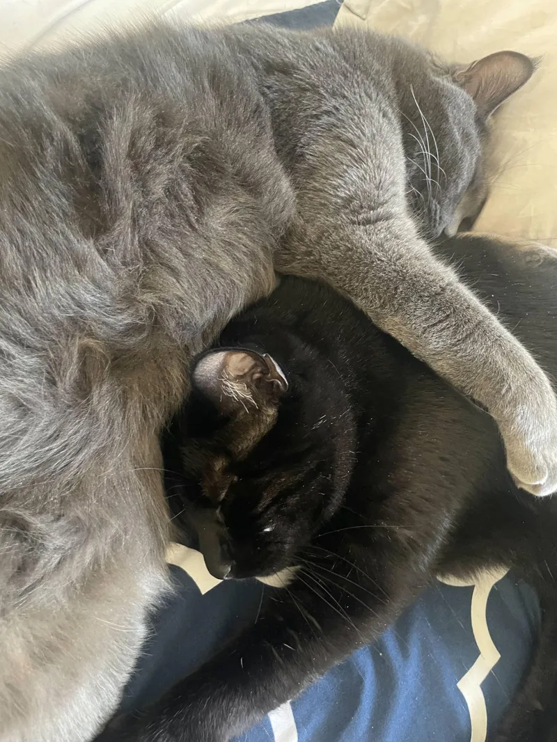 Gray & Bean thumbnail 3