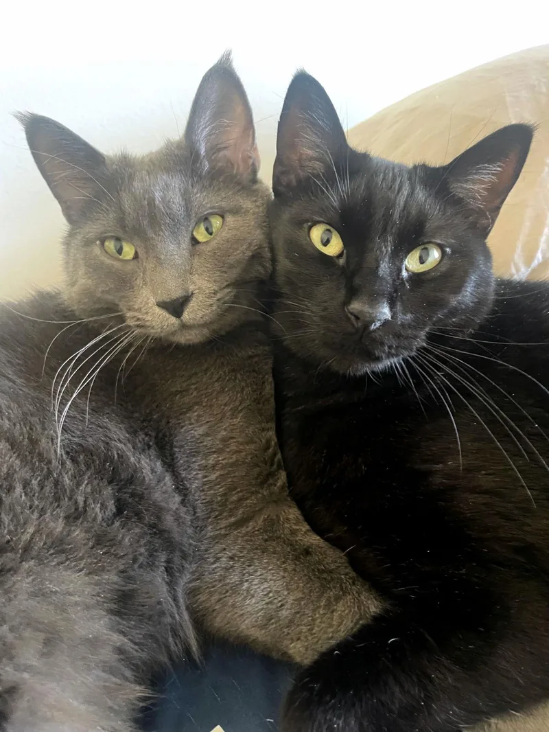 Gray & Bean thumbnail 4