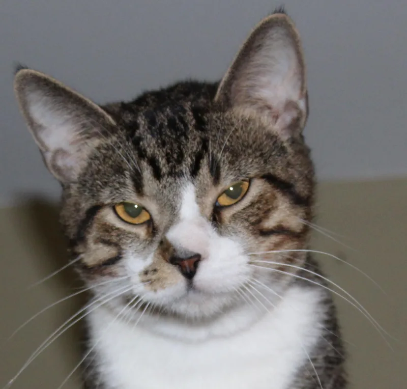 An adult medium-sized male Tabby (Tiger Striped) Domestic Short Hair cat named Tanner for adoption in Huron, SD