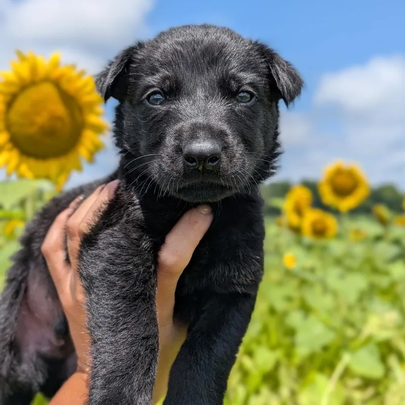 A baby large-sized male Black German Shepherd Dog dog named Maverick for adoption in Spring hill, TN