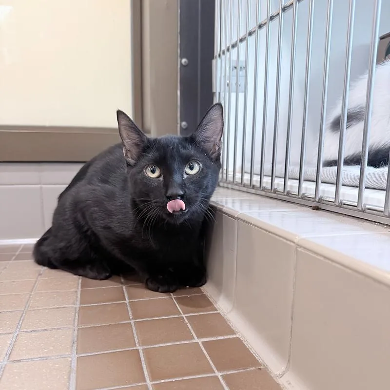 A young small-sized male Black Domestic Short Hair cat named Parker for adoption in Truckee, CA
