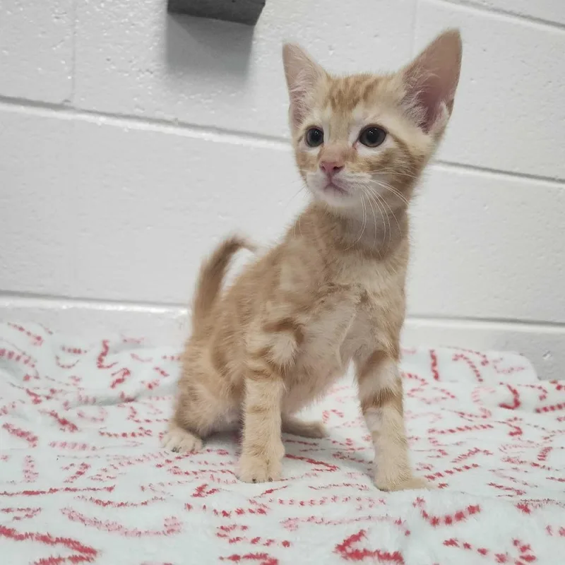A baby small-sized male Orange / Red Domestic Short Hair cat named Buford for adoption in Spruce Pine, NC