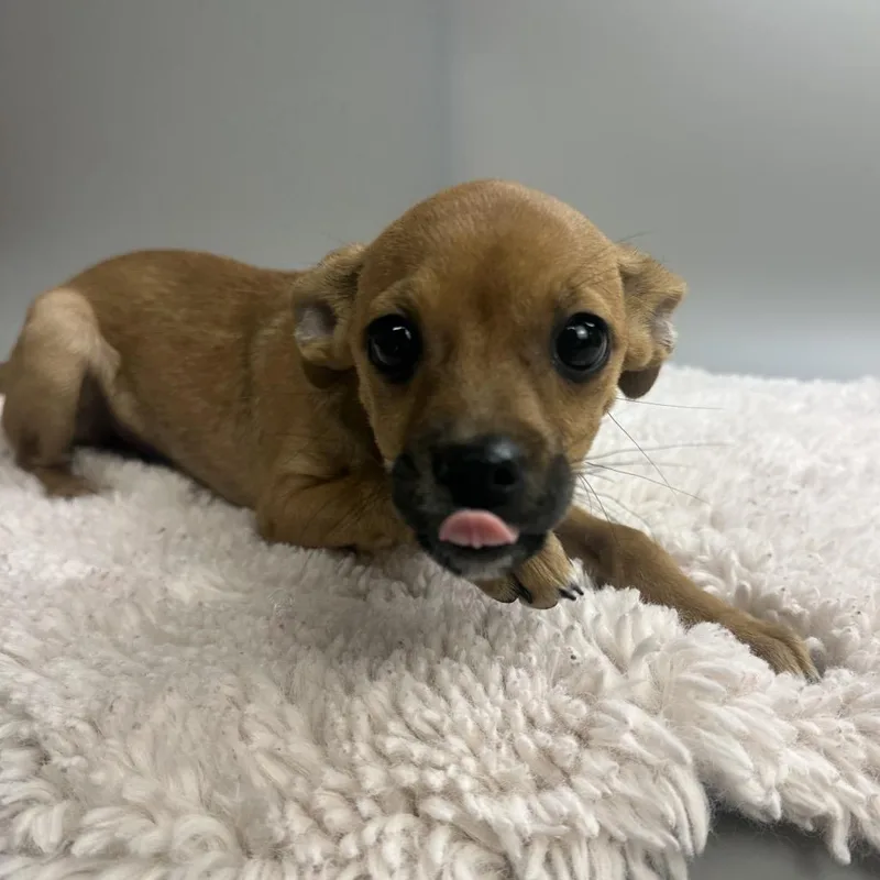 A baby small-sized female Brown / Chocolate Chihuahua dog named Potato for adoption in San Antonio, TX