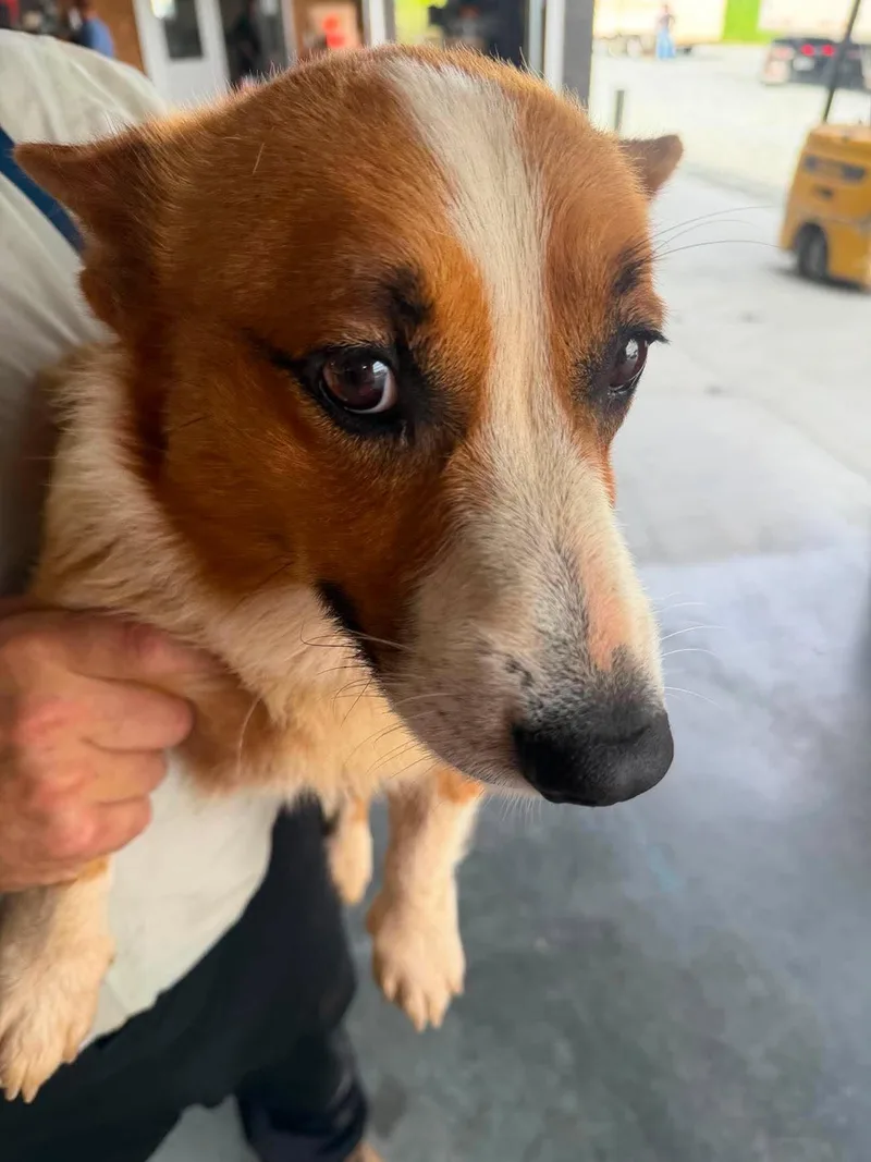 An adult medium-sized male Pembroke Welsh Corgi dog named Happy for adoption in Havertown, PA