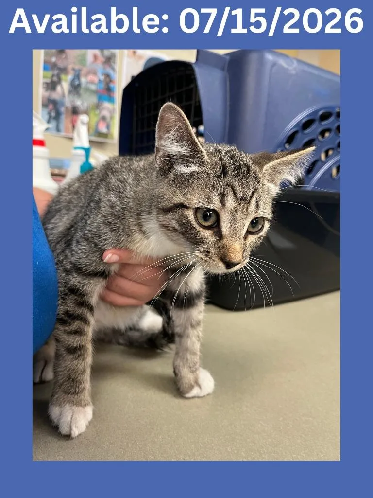 A baby medium-sized male Domestic Short Hair cat named Cat Condo for adoption in Greenville, TX