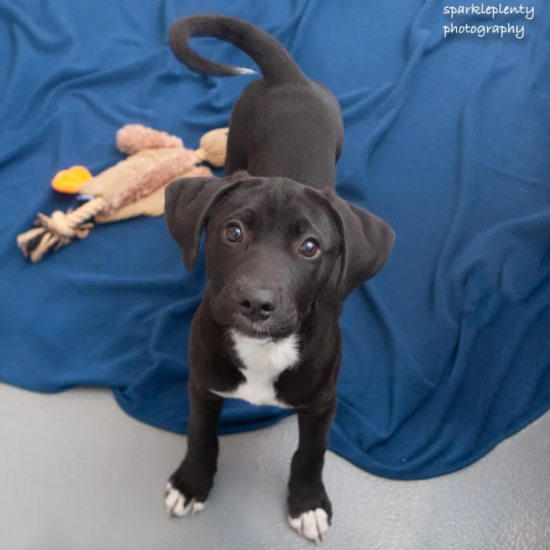 A baby medium-sized female Black Mixed Breed dog named River for adoption in Ridgefield, CT