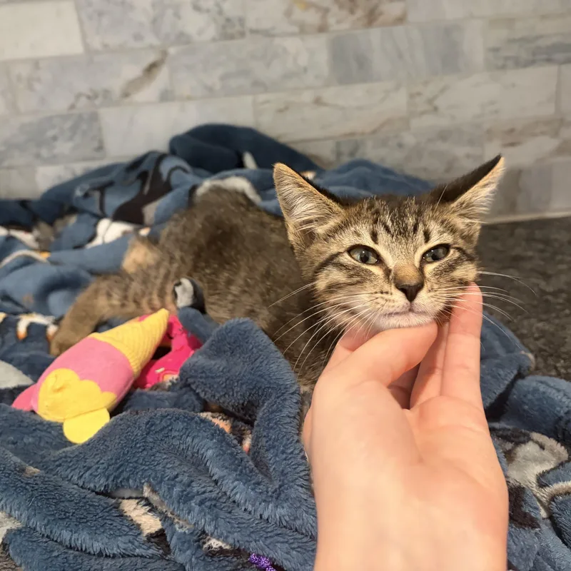 A baby small-sized male Tabby (Brown / Chocolate) Manx cat named Knuckles for adoption in Pearland, TX
