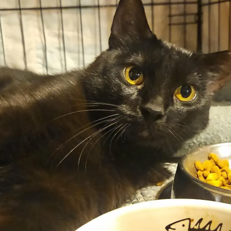 A young medium-sized male Black Domestic Short Hair cat named Lucky for adoption in CHICAGO, IL