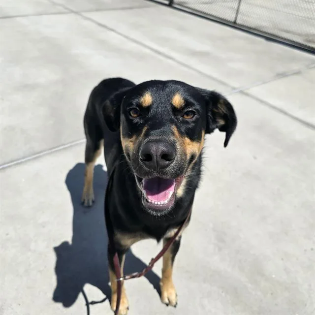 A young medium-sized male Doberman Pinscher dog named Tito for adoption in Denver, CO
