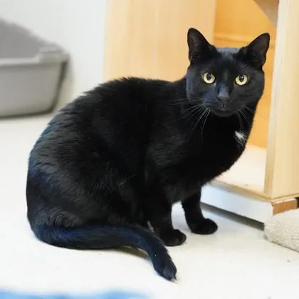 An adult small-sized male Black Domestic Short Hair cat named Ace for adoption in Atlanta, GA