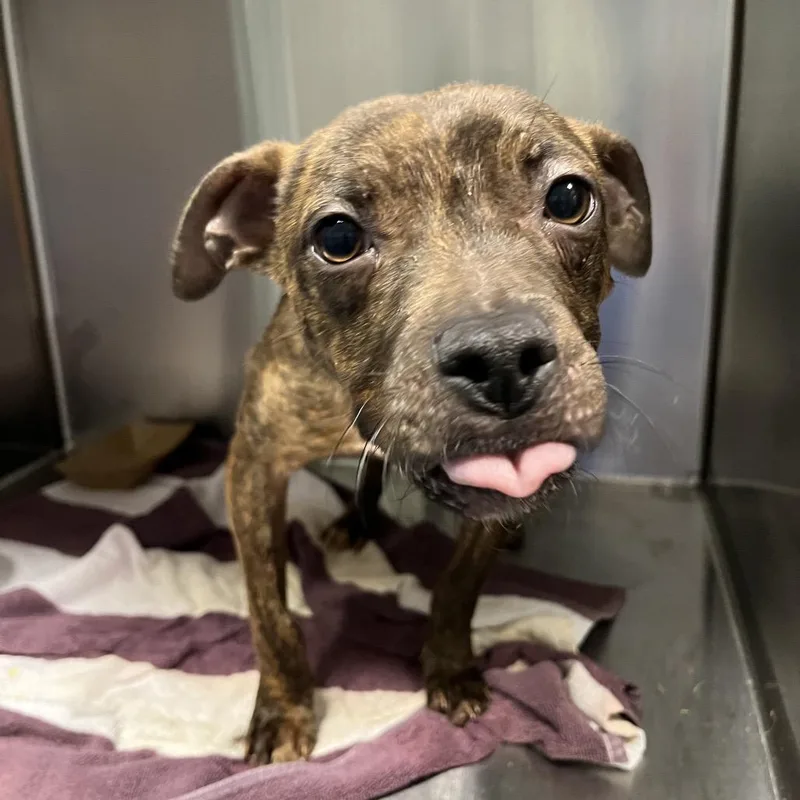A young small-sized male Brindle Pit Bull Terrier dog named Davis for adoption in Greensboro, NC