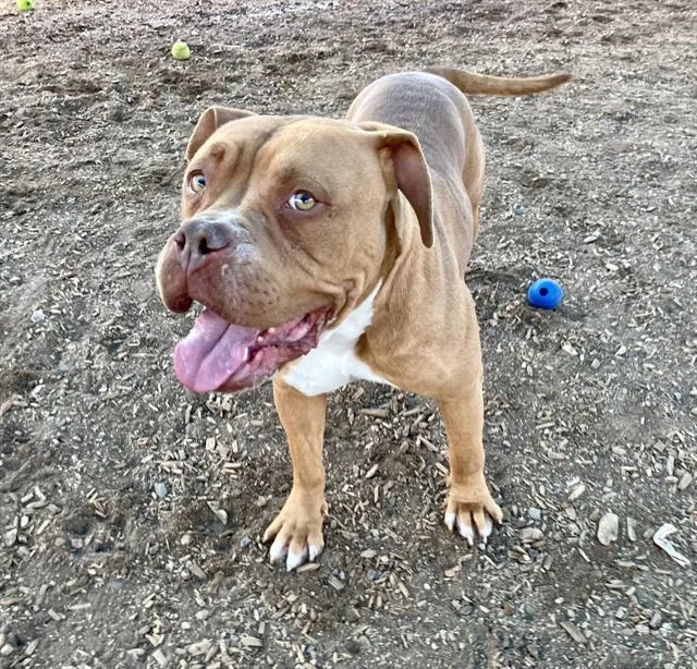 An adult large-sized female Mastiff dog named Sweets for adoption in Albuquerque, NM
