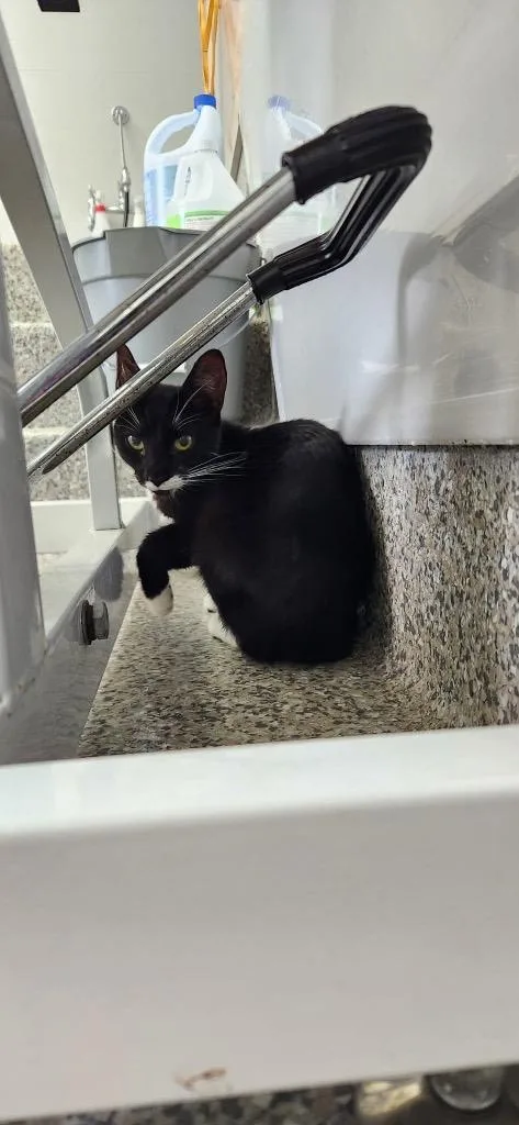 A baby medium-sized female Domestic Short Hair cat named Narcissus for adoption in Van Wert, OH