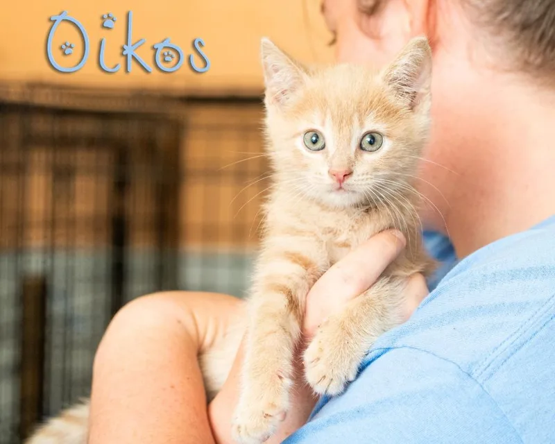Oikos