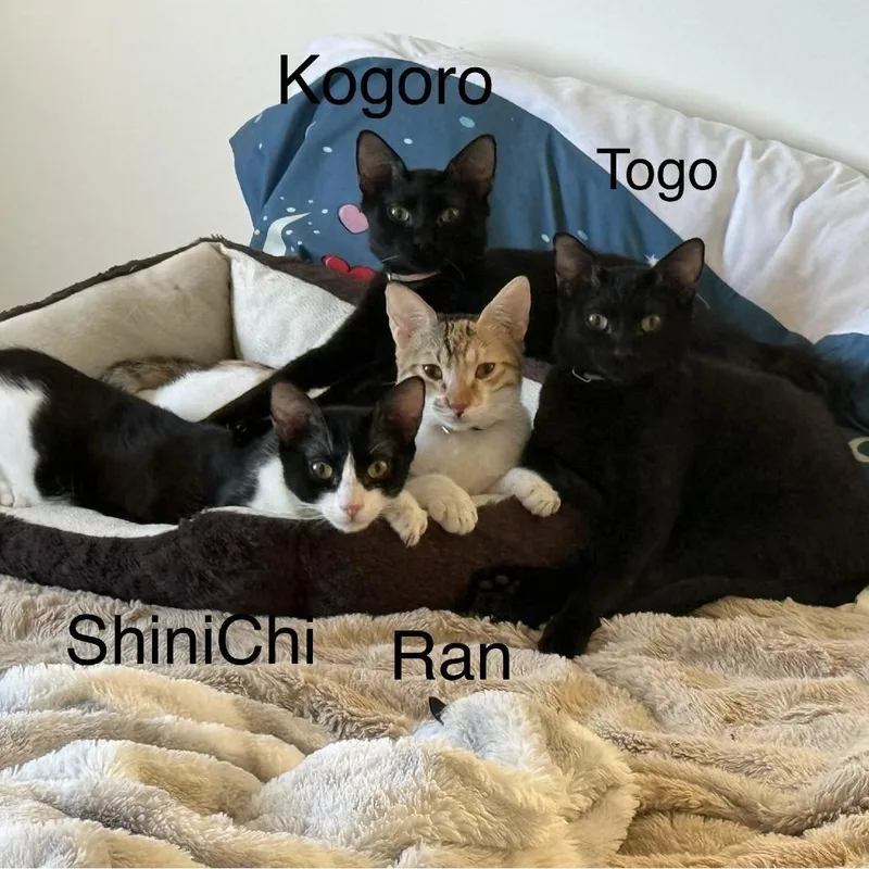 Shinichi thumbnail 2