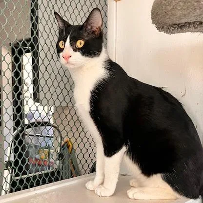 Shinichi thumbnail 3