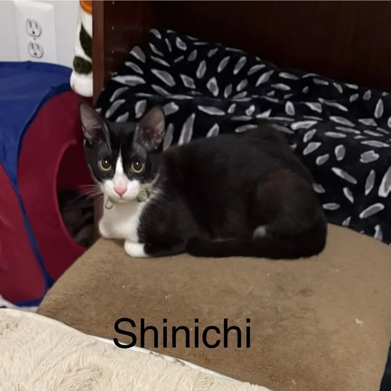 Shinichi thumbnail 4