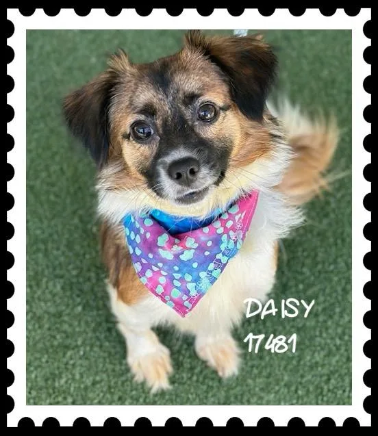 A young small-sized female Spaniel dog named Daisy for adoption in Marietta, GA