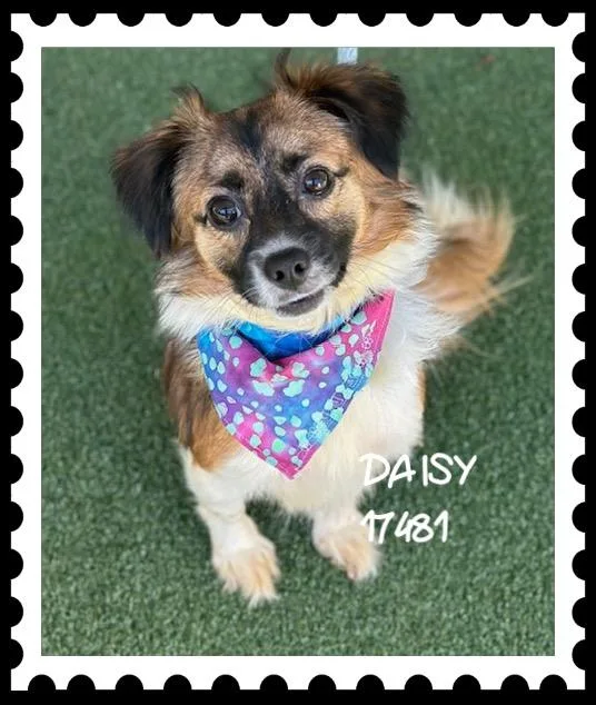 Daisy thumbnail 2