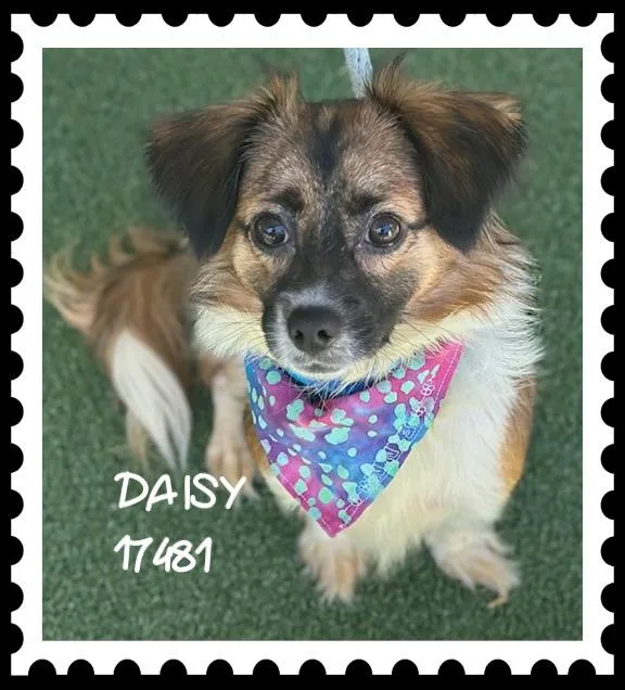 Daisy thumbnail 3