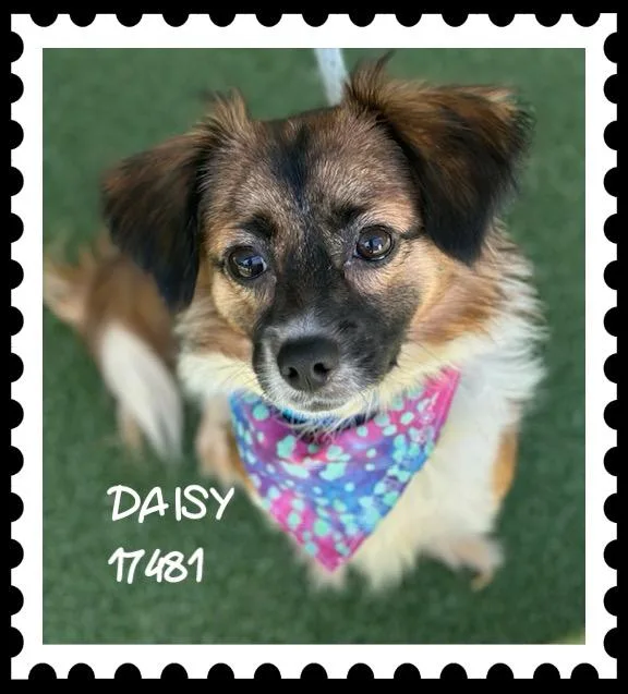 Daisy thumbnail 5