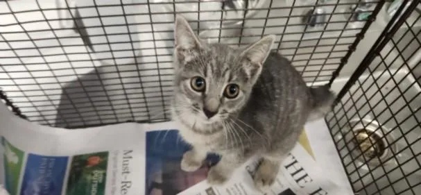 A baby medium-sized female Domestic Short Hair cat named A for adoption in Los Angeles, CA