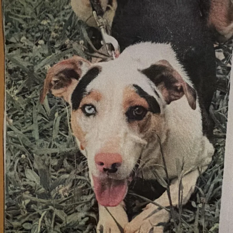 A young small-sized male White / Cream Catahoula Leopard Dog dog named Dillon for adoption in Sequatchie, TN