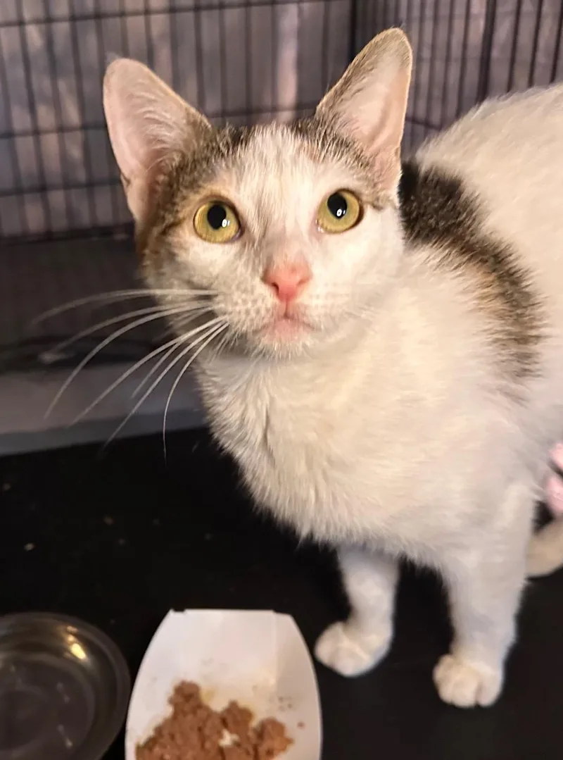 A young medium-sized female Calico Domestic Short Hair cat named Skipper for adoption in Jersey City, NJ